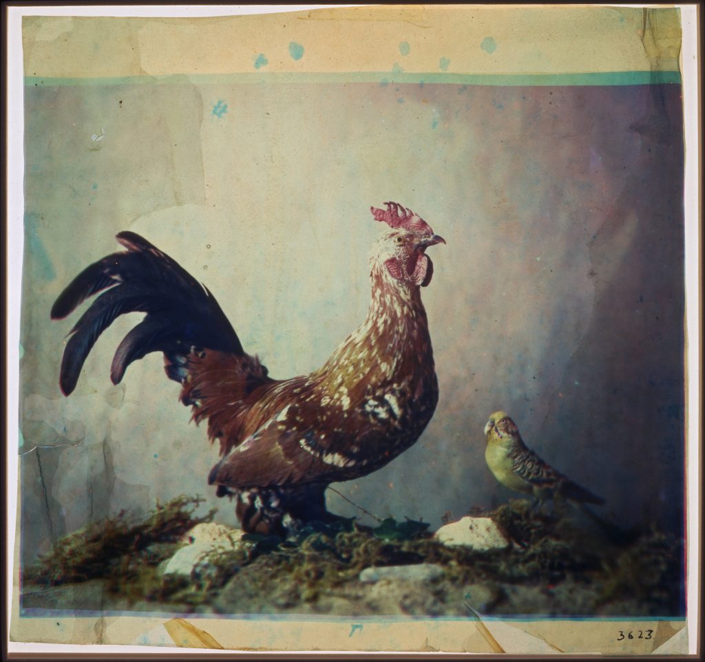 Louis_Ducos_du_Hauron_-_Still_life_with_rooster_-_Google_Art_Project