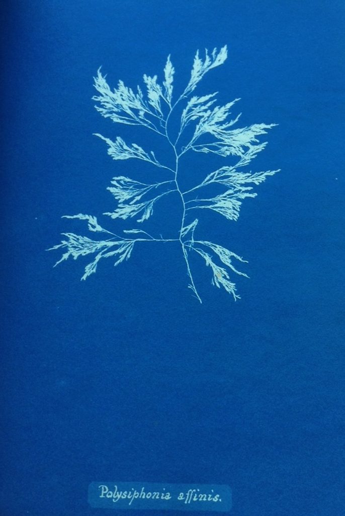 Anna-Atkins-British-Algae-Polysiphonia-affinis-copy